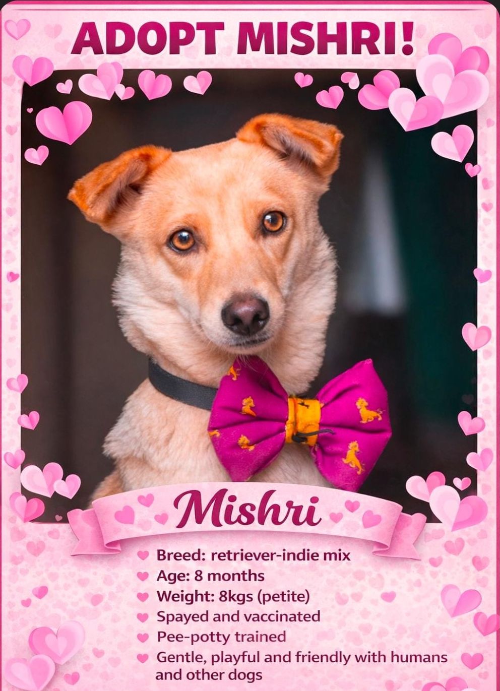 Mishri is perfect for a first-time pet parent.